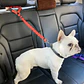 Correa de Seguridad para Perro para Auto Ajustable - Miniatura 3