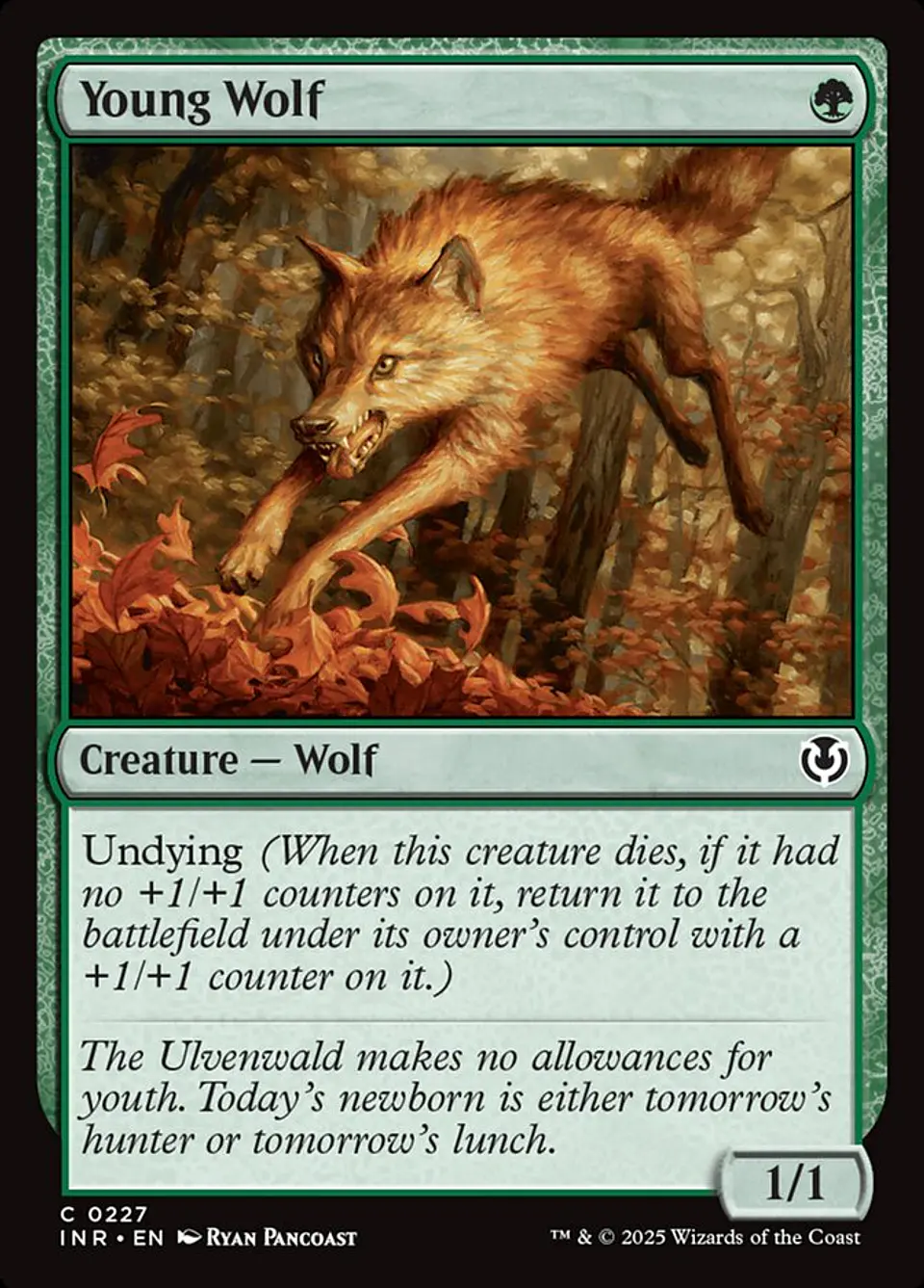 Young Wolf 1