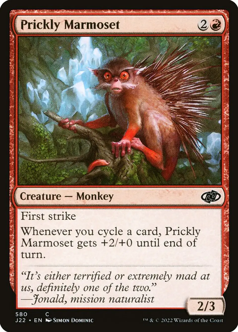 Prickly Marmoset 1