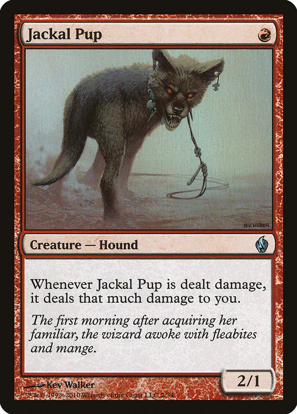 Jackal Pup 1
