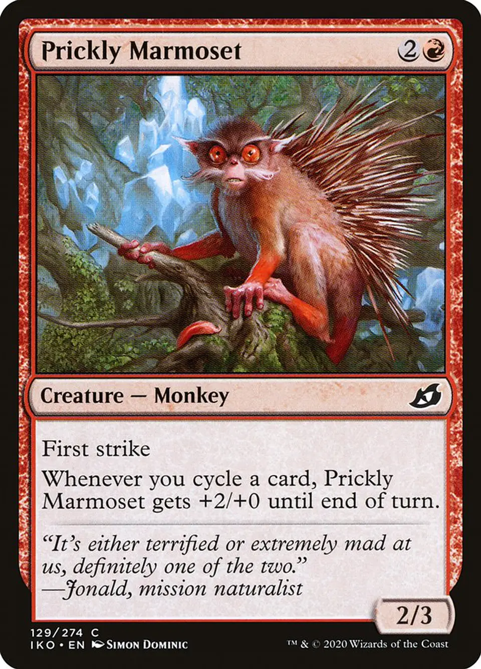 Prickly Marmoset 1