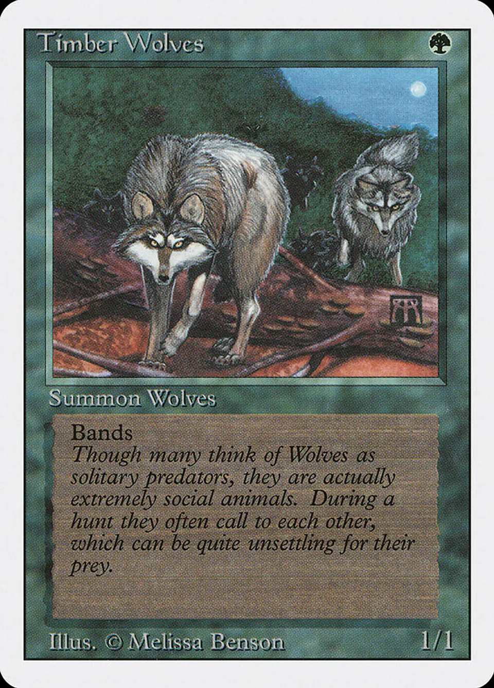 Timber Wolves 1