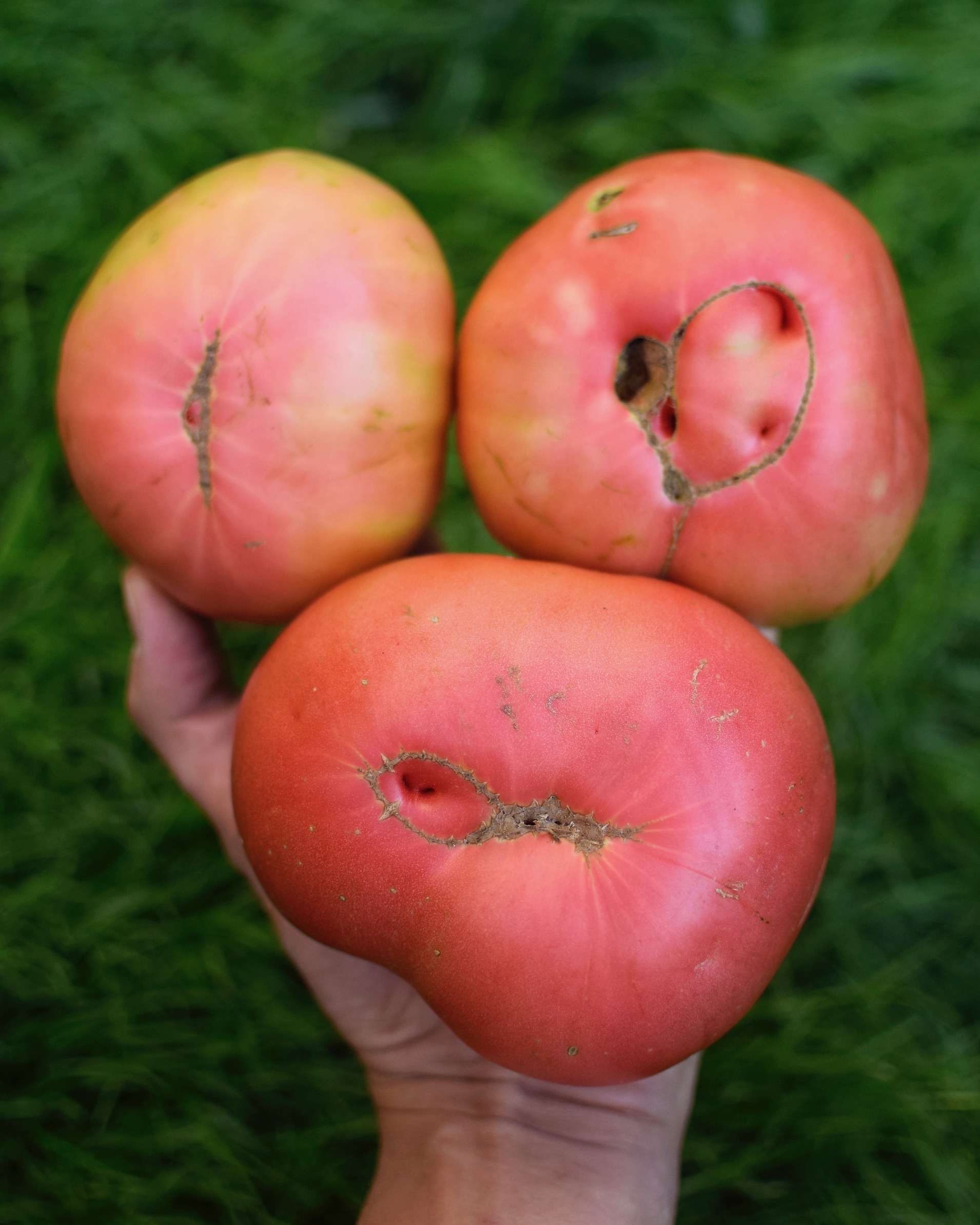 1 Kg Tomates Rosados