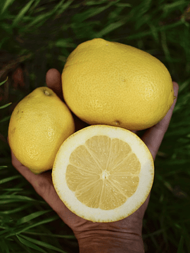 1 Kg Limones Imperfectos