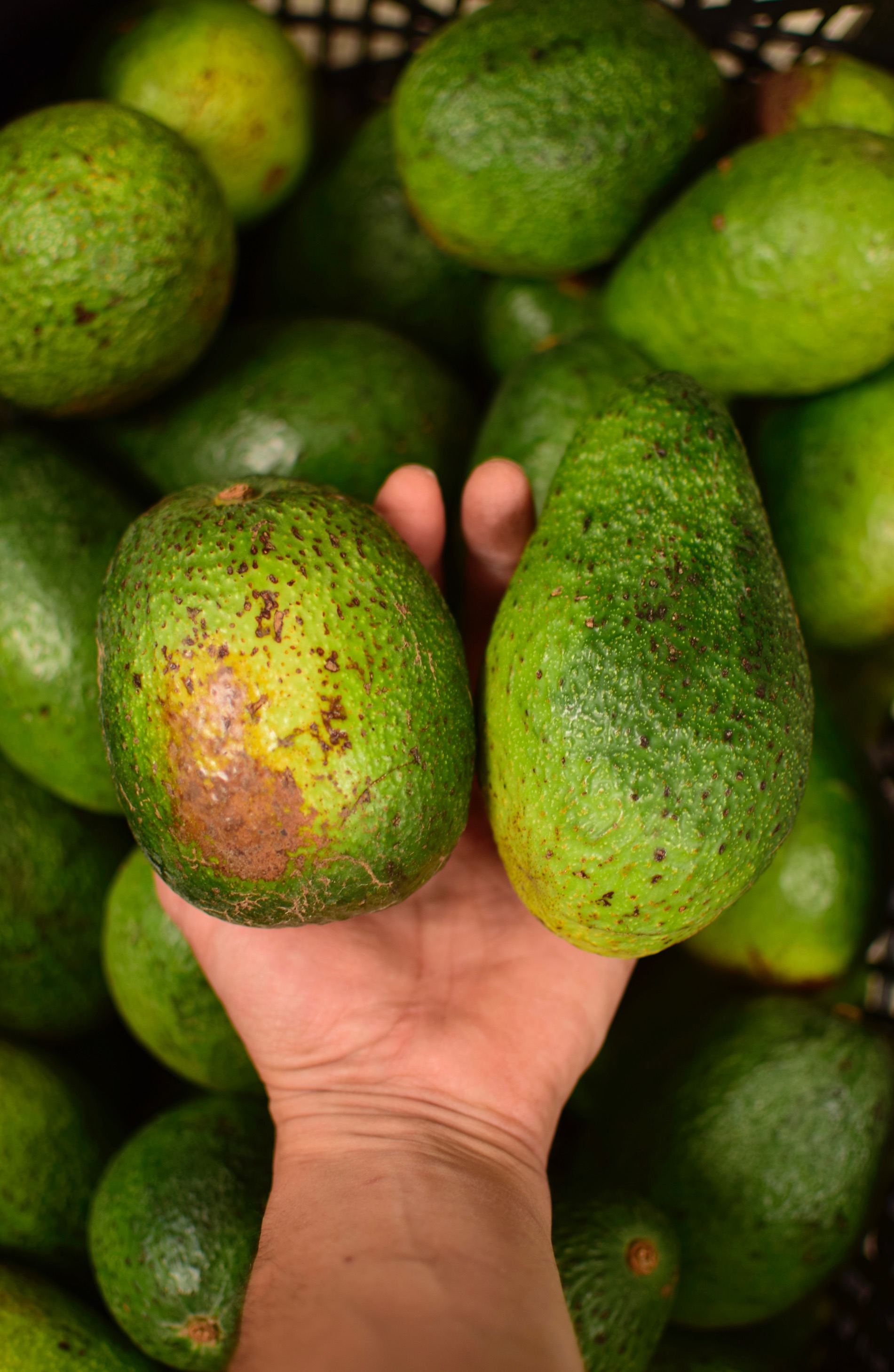 1 Kg Palta Hass Grande