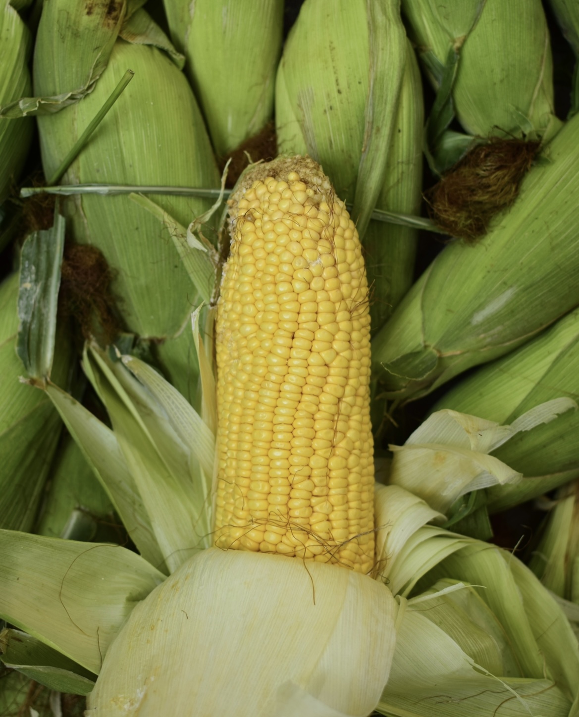 1 Un Choclo Pastelero