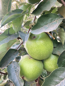 Bolsa 1 Kg Manzanas Verdes