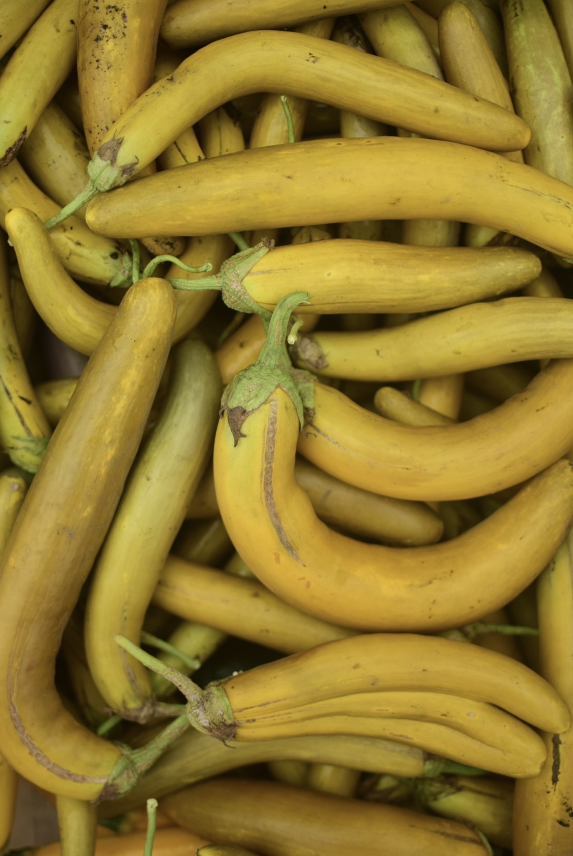 3 Un Berenjenas Japonesas Amarillas