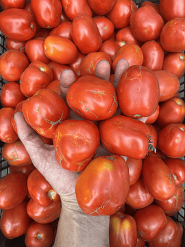 1 Kg Tomate Pera Imperfecto