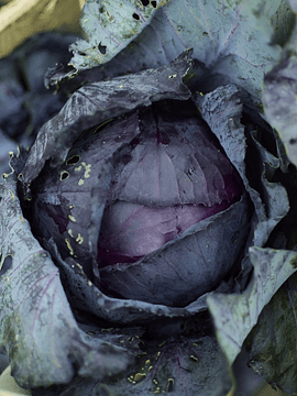 1 Un Repollo Morado 