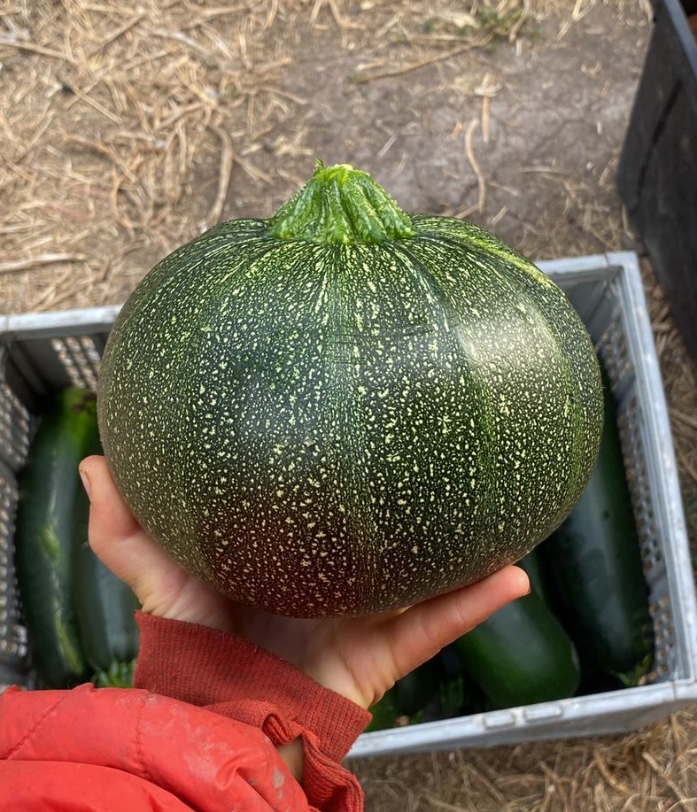 1 Un Zapallo Italiano Bola 8 