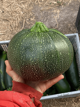 1 Un Zapallo Italiano Bola 8