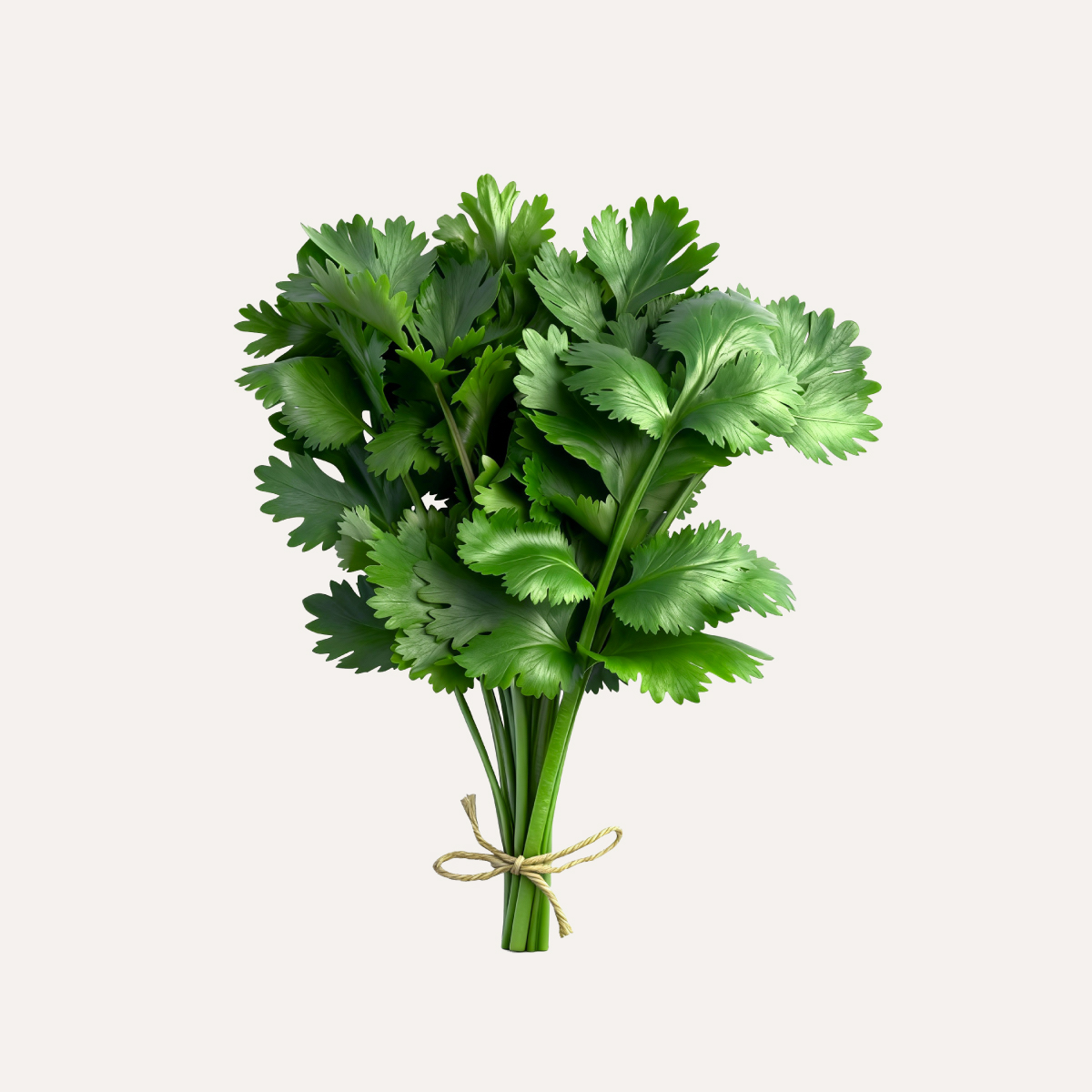 80 grs Cilantro