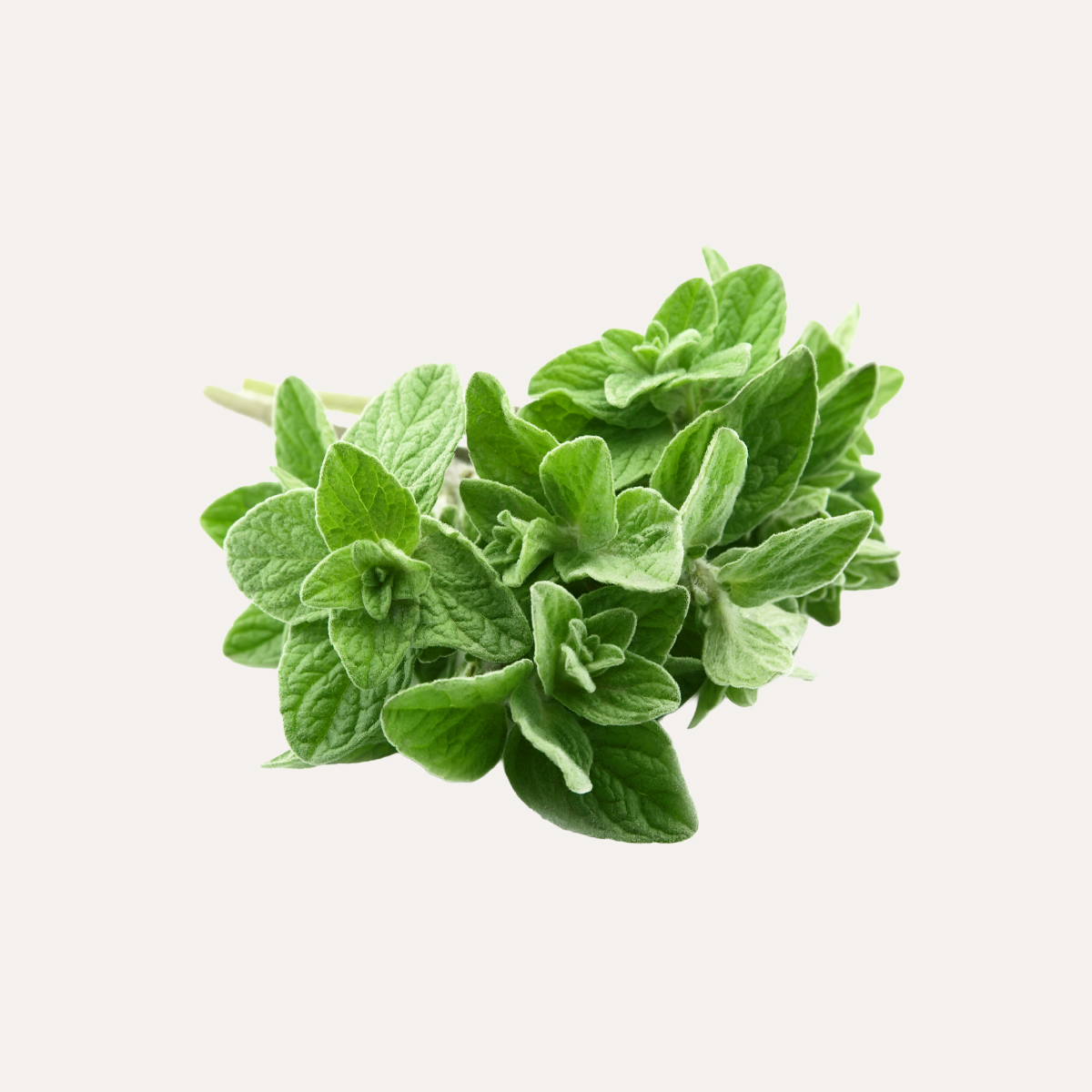 60 grs Orégano Fresco