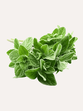 60 grs Orégano Fresco