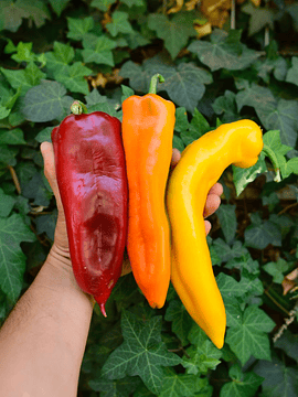 3 Un Pimentón Corno di Toro Mix Colores