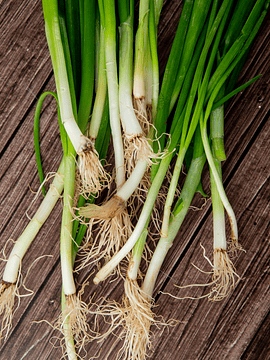 3 Un Cebollín Chico