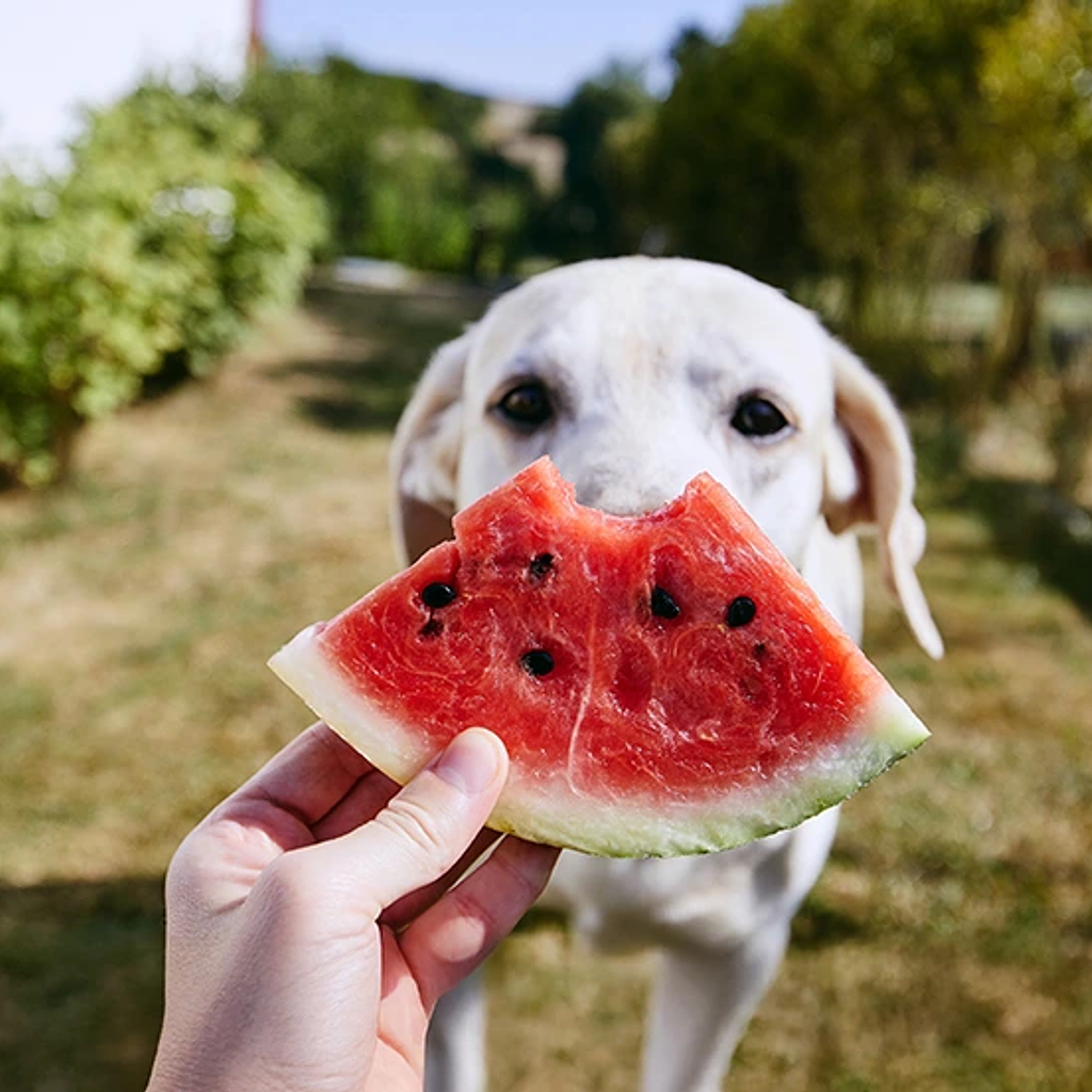 Comparte tu Caja Maifud con tu Mascota: Guía de Frutas Seguras para Perros y Gatos