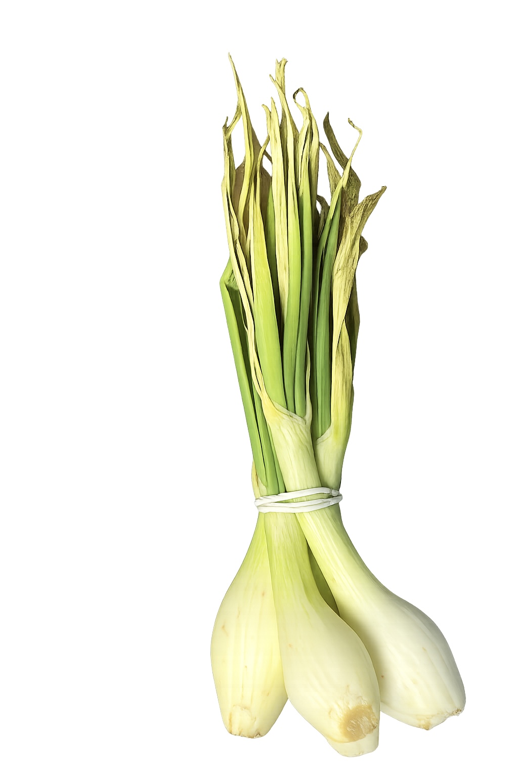 5 Un Cebollín Descarte