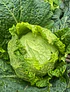 1/2 Repollo Verde