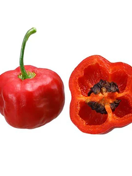 1 Un Rocoto