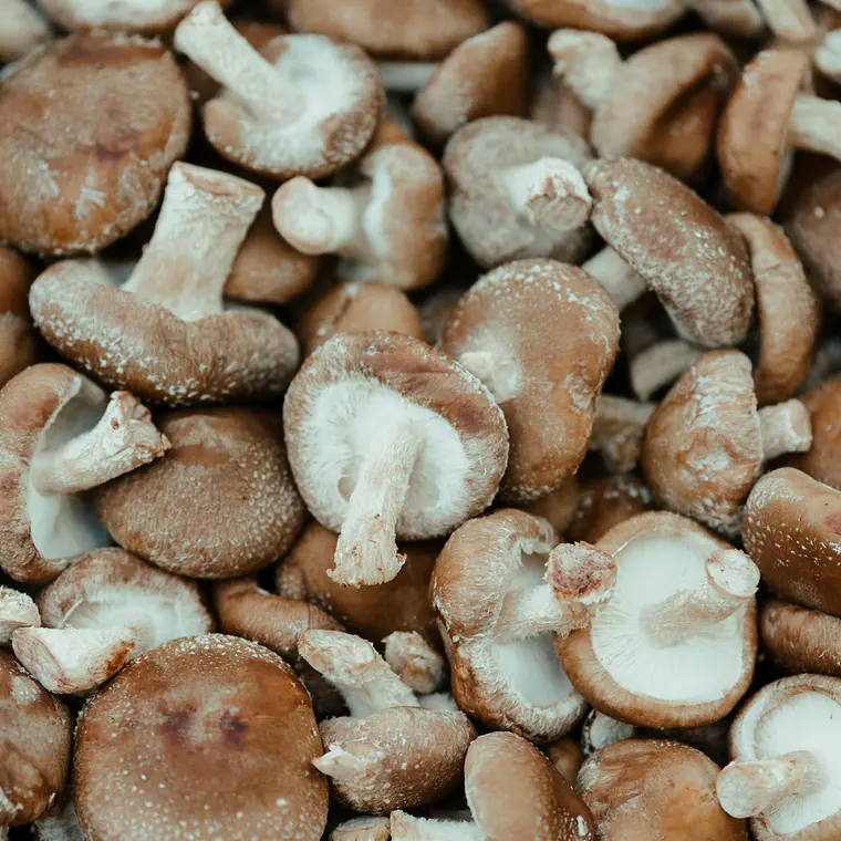 Cogumelo Shiitake Biológico (500g) 🌱 1