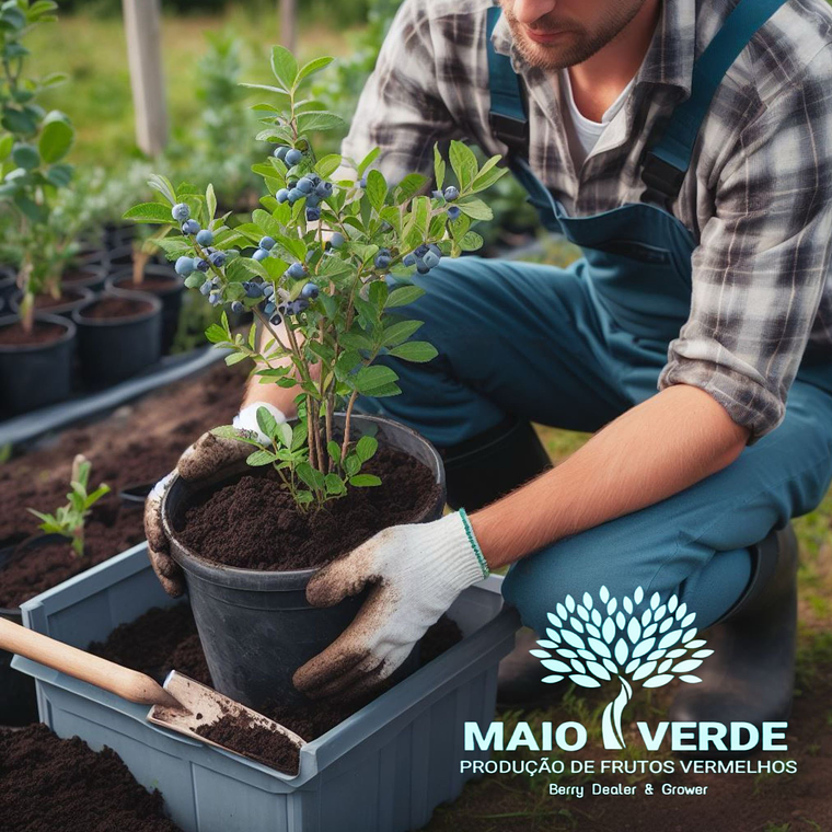 Planta de Mirtilo 1