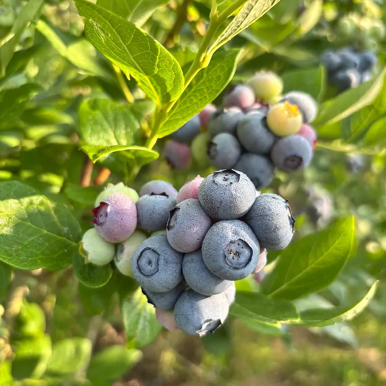 Mirtilos Biológicos 🌿 5kg 1