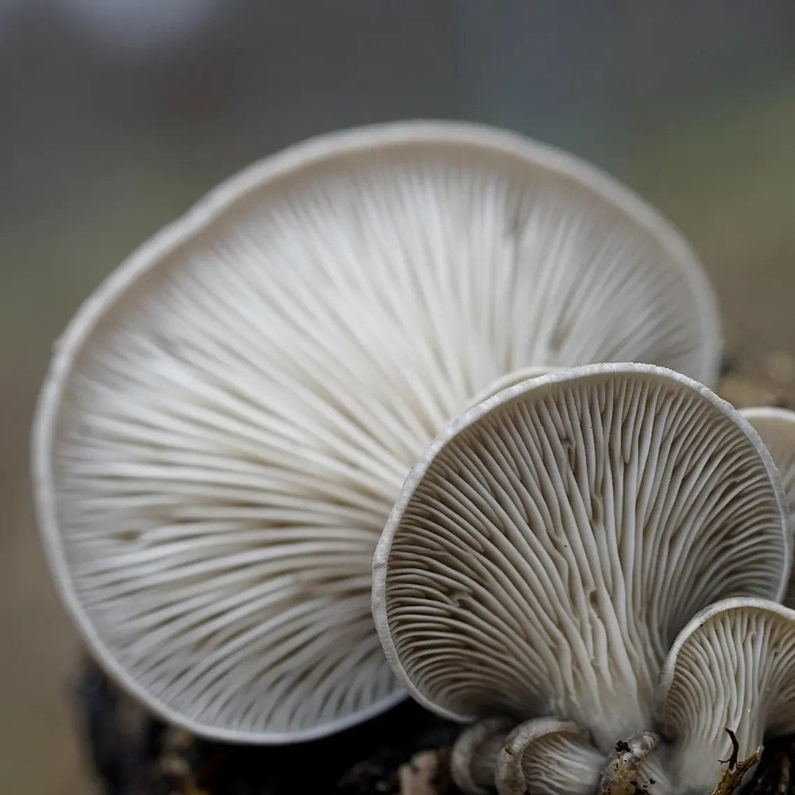 Cogumelo Pleurotus - 500g 2