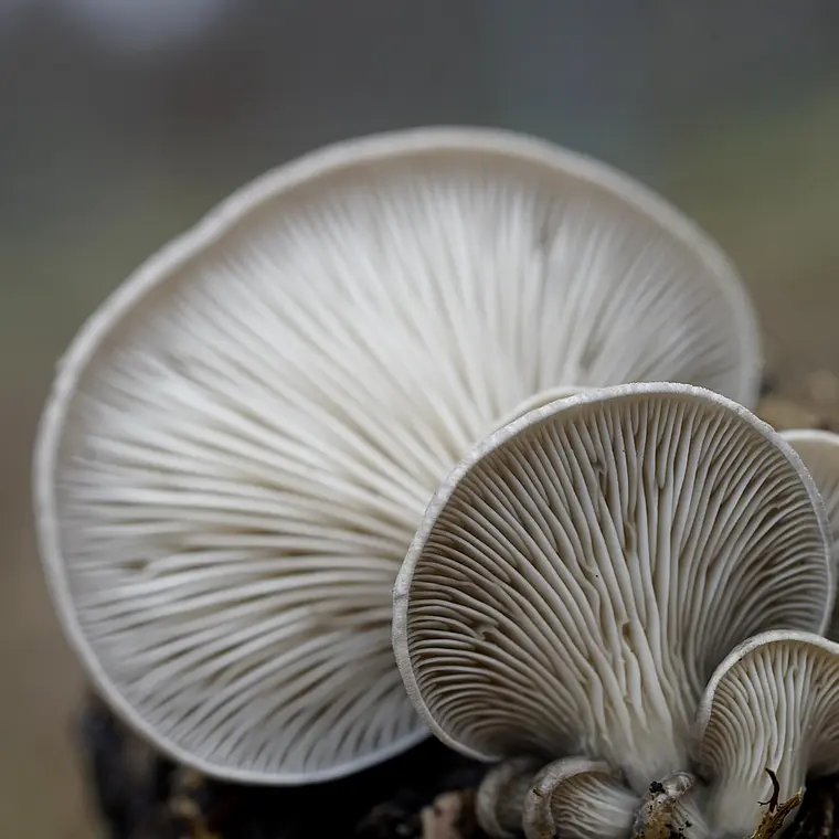 Cogumelo Pleurotus - 500g 2
