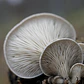 Cogumelo Pleurotus - 500g - Thumbnail 2