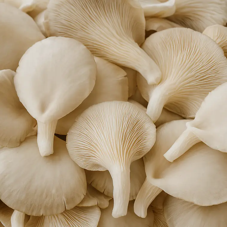 Cogumelo Pleurotus - 500g 1