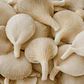 Cogumelo Pleurotus - 500g - Thumbnail 1