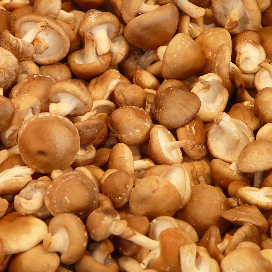 Cogumelo Shiitake Biológico (500g) 🌱 2