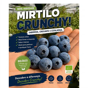  Mirtilo 'Crunchy' bio 🌱  - 3kg