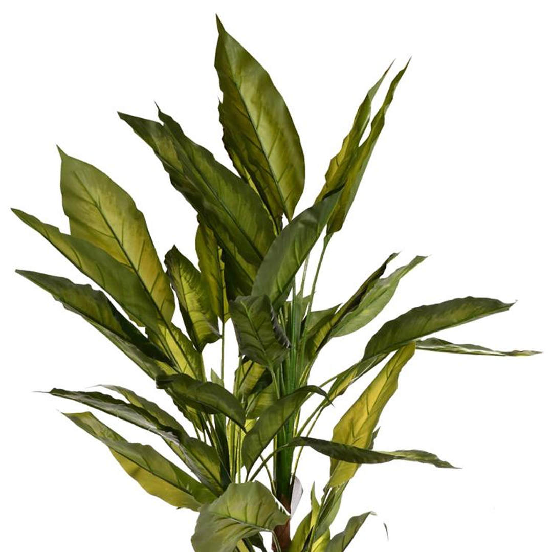 Planta Decorativa Aglaonema Variegado 125 cm 3