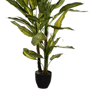 Planta Decorativa Aglaonema Variegado 125 cm
