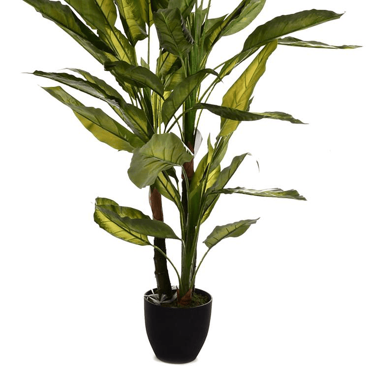 Planta Decorativa Aglaonema Variegado 125 cm 2