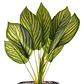 Planta Artificial Dieffenbachia Maceta Mali - Miniatura 3