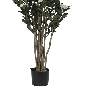 Planta Decorativa Camelia Japónica 