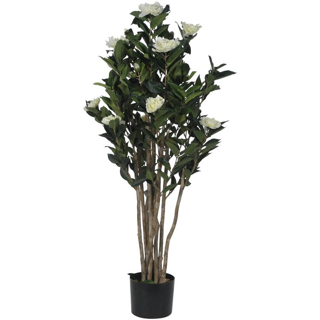 Planta Decorativa Camelia Japónica  1