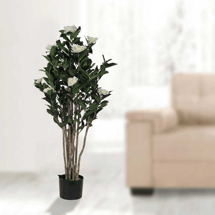 Planta Decorativa Camelia Japónica  4