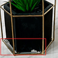 Planta Ágave Maceta Hexagonal - OUTLET - Miniatura 4