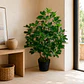 Planta Decorativa Schefflera Frondosa 90 cm - Miniatura 1
