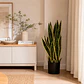 Planta Artificial Snake Plant Gold 60 cm - Miniatura 1