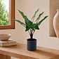 Planta Decorativa Artificial Alocasia Zebrina - Miniatura 1