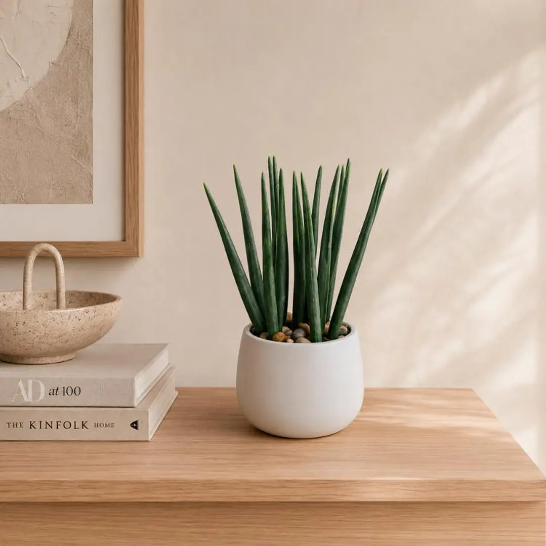 Planta Decorativa Asparragus Maceta Blanca 1
