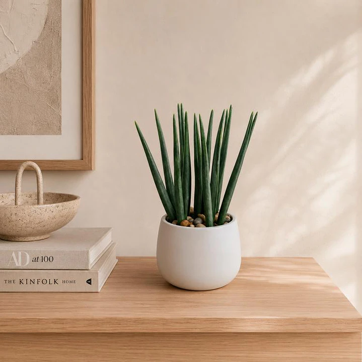 Planta Decorativa Asparragus Maceta Blanca 1