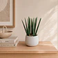 Planta Decorativa Asparragus Maceta Blanca - Miniatura 1
