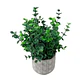 Planta Decorativa Artificial Eucaliptus Gunnii - Miniatura 4